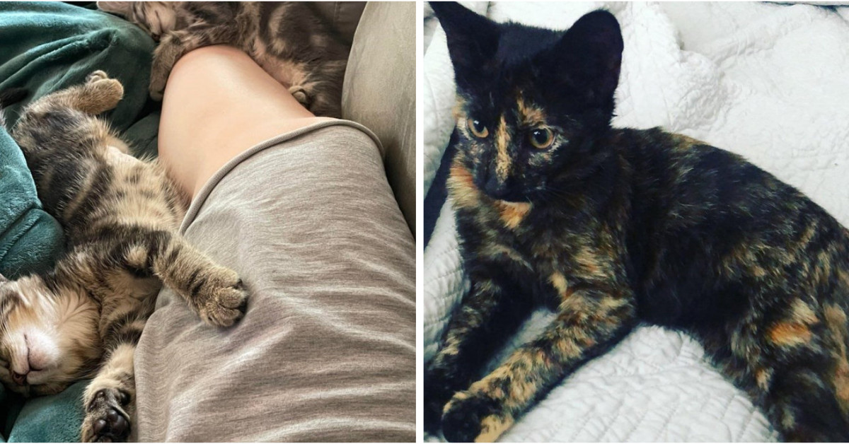 20 Wholesome Photos Of Newly Adopted Pets That Will Melt Your Heart