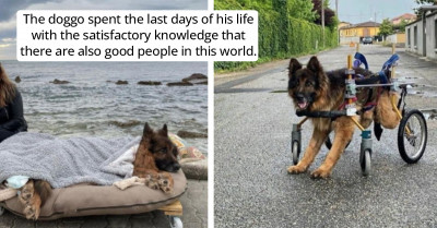 Paralyzed Old Dog Abandoned By His Family Experiences True Love And Feels The Sea Before Dying