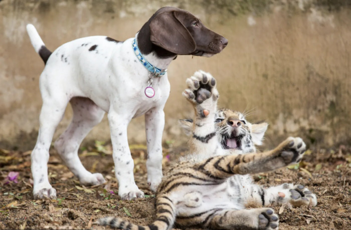 The animal world never stops astounding us with its amazingly odd kinds of friendships