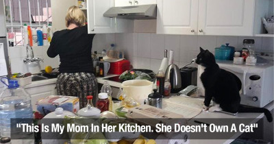 Entitled Cats Unexpectedly Visit People In Places They Don't Belong