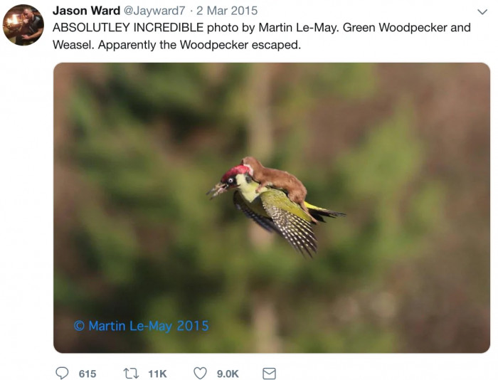 Wildlife photographer Jay Ward shared Le-May's photos on his Twitter account, and they have gone viral.