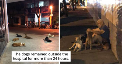 Homeless Guy Was Rushed To The Hospital And His Loyal Dogs Waited For Hours Outside The Emergency Room To Make Sure He's Okay