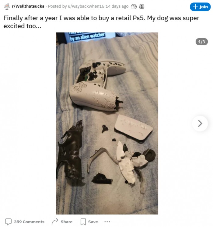 17. The dog cannot contain its excitement.