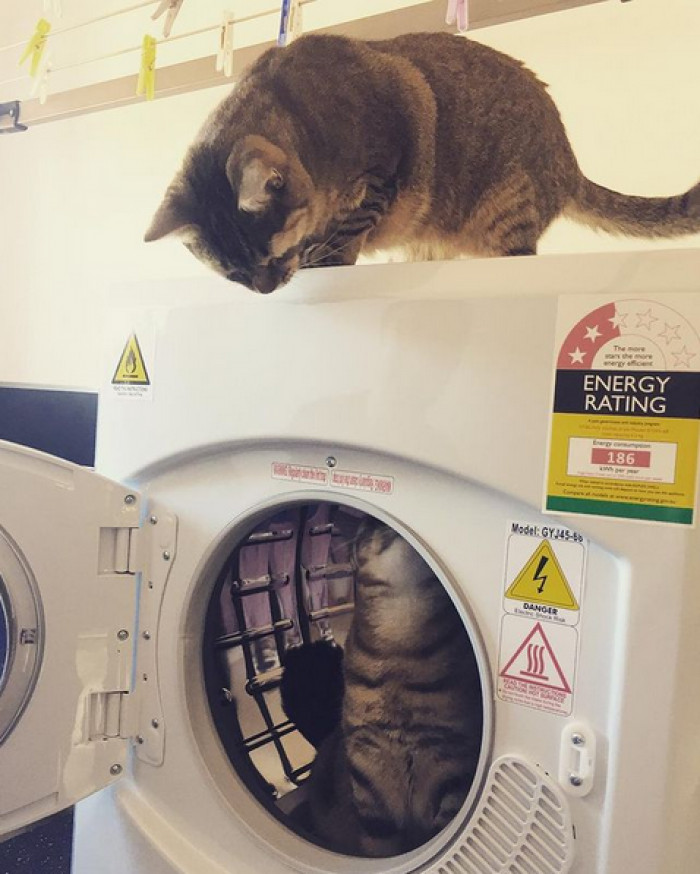 The family told thatcatblog.com: