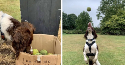 Dog Walker Comes Across A Mysterious Box With A Touching Message Written On It