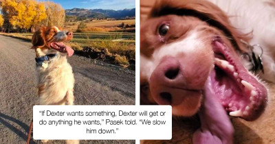 Dog Walks Upright Like Humans Achieved Through His Determination And Resilience