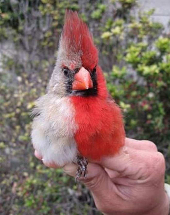 This northern cardinal has a rare genetic abnormality that makes it half male and female.