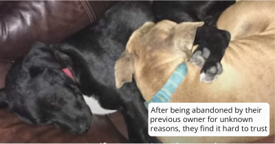 Scared Shelter Dogs Comfort Each Other While Waiting For Their Furever Homes