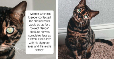 Charcoal Bengal Named Mose Is Equally Handsome And Hilarious