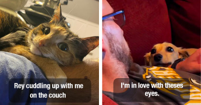 Pets Adoringly Staring At Their Owners And Being Grateful For Being Part Of Their Lives