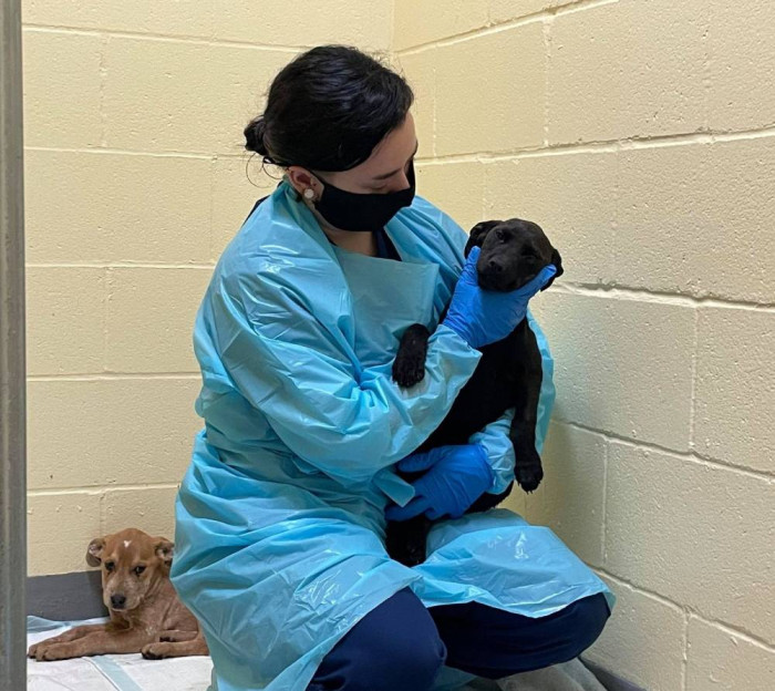 The staff members are doing all they can to provide medication, food, and critical care for the surviving pups.