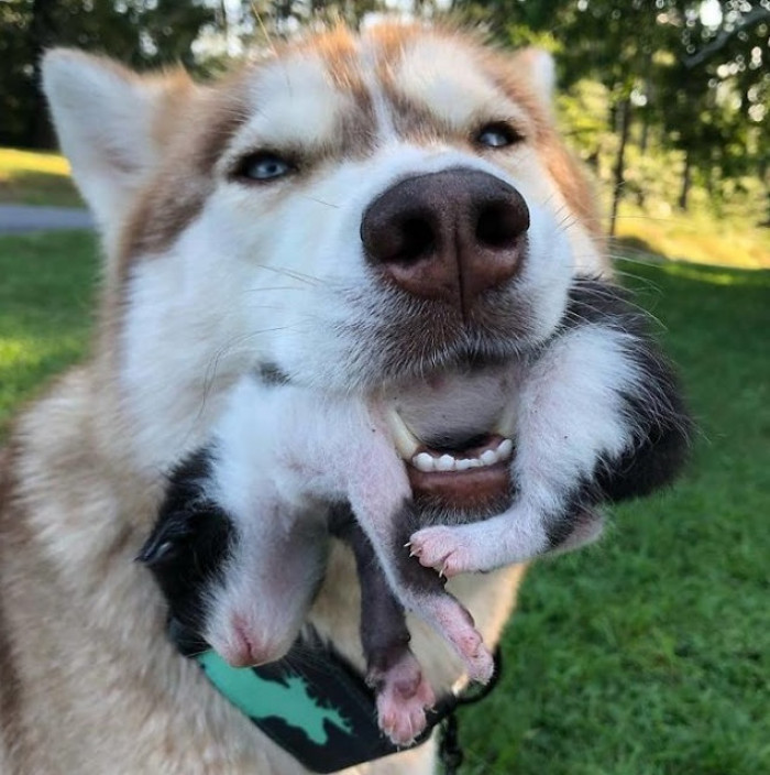 When Banner took her mouth off the box, she had a little kitten in her mouth