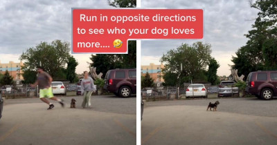 Couple Wanted To See Which One Of Them Their Dog Loves More, And They've Devised An Interesting Test