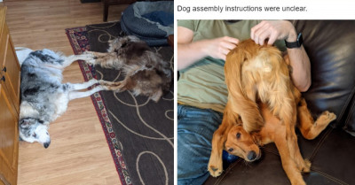 17 People Share Pics Of Their Dogs Acting Weird, And They Are Hysterical
