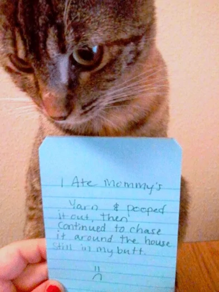 7. I ate Mommy's yarn and pooped it out... then continued to chase it around the house still stuck to my butt.