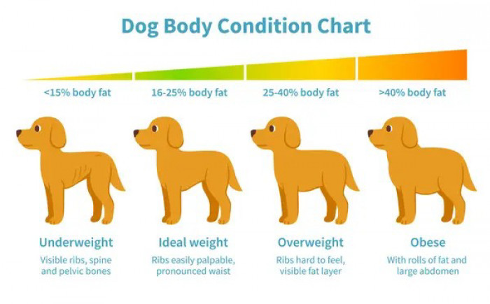 8. Keep your pet's weight in check