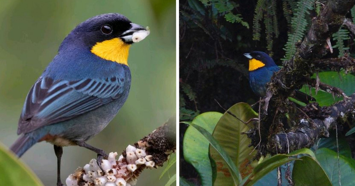 Meet The Evasive, Iridescent Turquoise, Purplish-Mantled Tanager