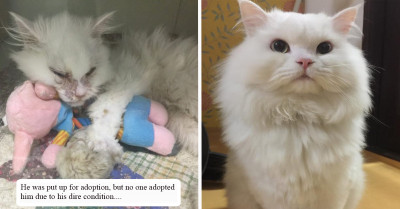 Inspiring Glow-Up of This Cat Who Started Out in Life Being Very Ill