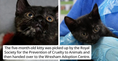 Extremely Rare Male Tortie Spotted Wandering the Streets of the UK to the Astonishment of Cat Enthusiasts Everywhere