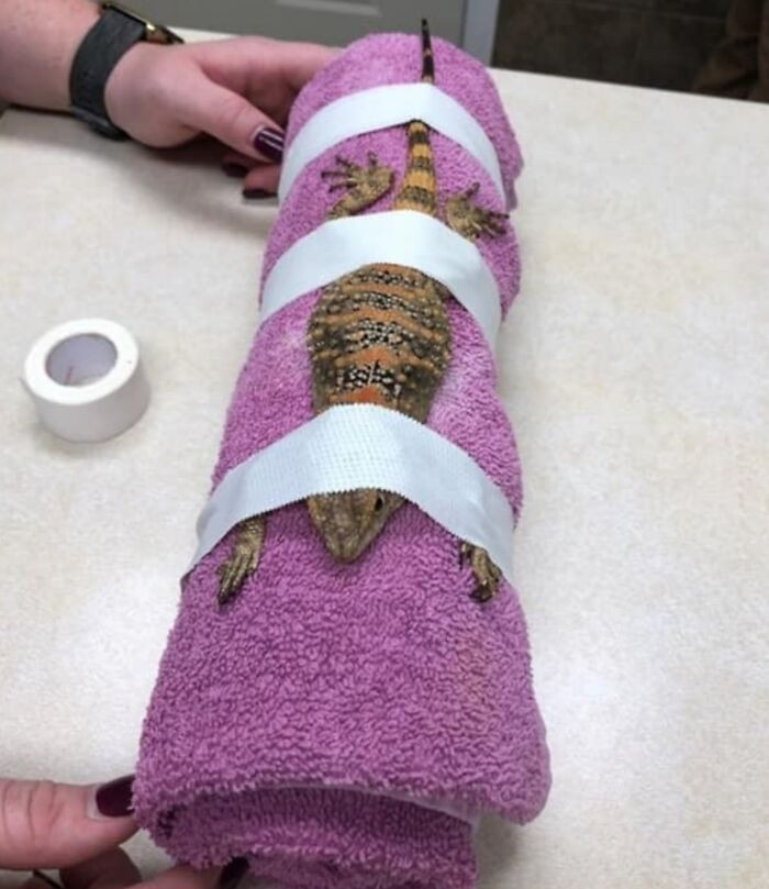 Damascus the Lizard was misbehaving at the Vet and was put in an improvised straight jacket