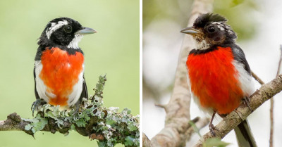 Meet The Red-Breasted Chat With A Fiery Red Chest And White Eyeliner To Match