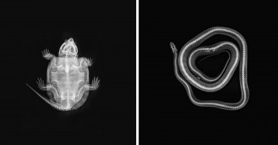 These X-Rays Of Zoo Animals Are Strange Yet Fascinating