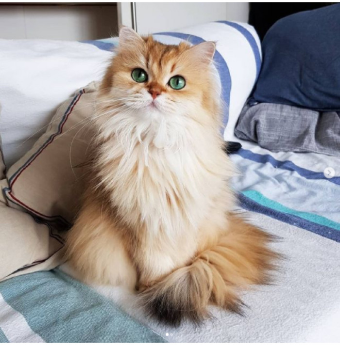 17. Just like his name, Smoothy will be so soothing to scratch