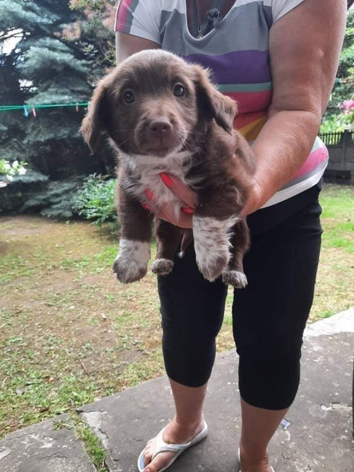 12. The dog's so little that he fits into my hands