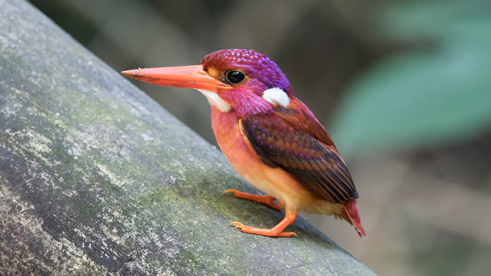 This is the beautiful South Philippine Dwarf Kingfisher that has only been photographed for the first time after a hundred years from it being described last 1890.