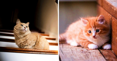 These Kitties Have An Adorable Way Of Going Down The Stairs