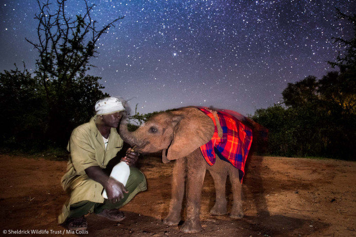 It's a beautiful sight that brings hope for the orphaned animals.
