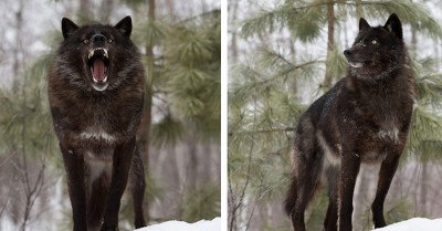 A Photographer Has A Rare Encounter With A Black Wolf And The End Results Speak For Themselves