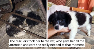 The End Results of a Puppy Rescued from Where She Curled Up on Concrete Will Leave You Smiling