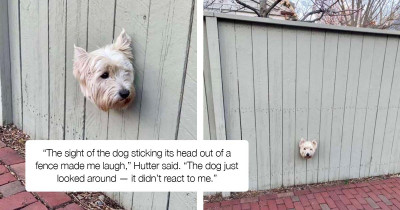 Dog Has The Most Unusual Way Of Checking Out What’s Going On The Street - By Sticking His Head Through The Fence