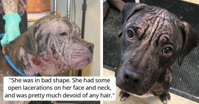 Hairless Dog Shows Up At A Man's House Seeking Help On A Freezing Night
