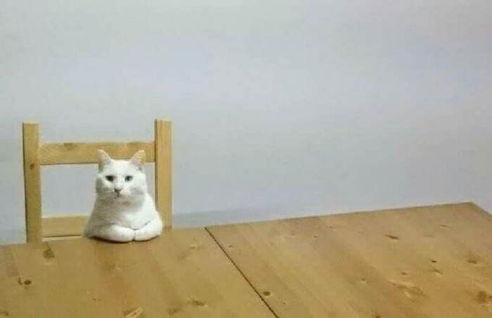 3. Yes, human, please come. We need to talk about food.