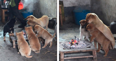 Cute Cold Dogs Bark in Winter Until Their Fireplace Is Lit to Warm Them Up