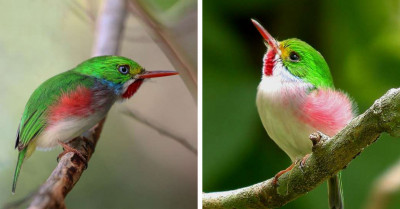 A Mighty Mix Of Colors In Such A Tiny Body – Meet The Cuban Tody