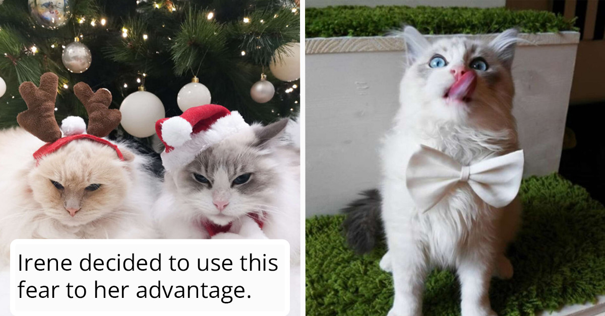 This Christmas Tree Is Protected From Cats By A Powerful “Tangerine
