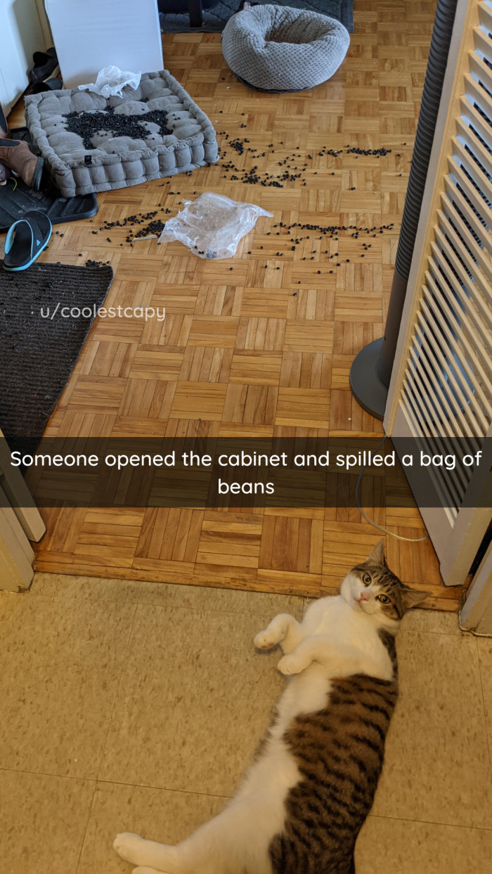 20. SOMEONE spilled the BEANS.