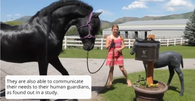 Horse Tries To Interact With A Statue Of A Foal In This Hilarious Footage