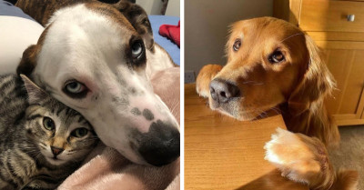 Very Important Animals Who Are Spreading Joy and Cuteness While Relieving Stress