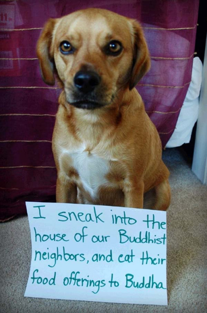 1. This dog has perfected its stealth skills to gobble up offerings