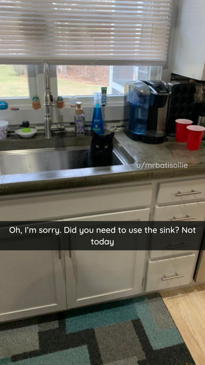 3. Think again, hooman.