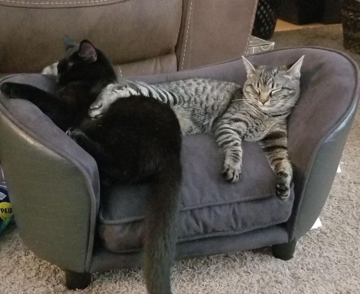 14. If you ever see two cats like this, just know they have the strongest bond.