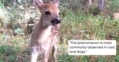 Adorable Baby Deer Having Zoomies Was Caught On Trail Camera For Everyone To Enjoy