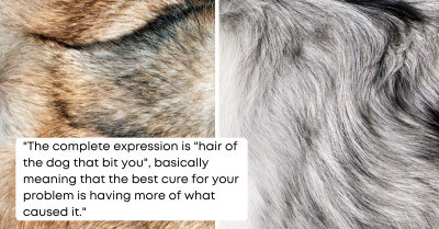 Pet Photographer Perfectly Captures The Diversity In Textures And Patterns Of Dog Hair