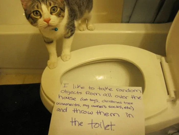 5. I like to take random objects from all over the house and throw them in the toilet.