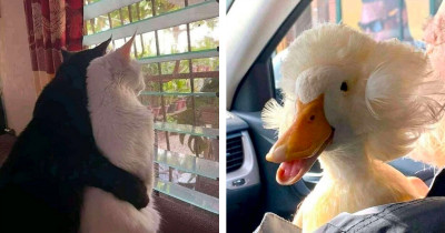 Important Animal Pictures That Require Your Undivided Attention