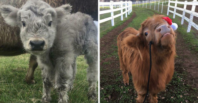 40 Photographs of Cute Cows That Are a Sight to Behold and Will Lighten Up Your Moo-d